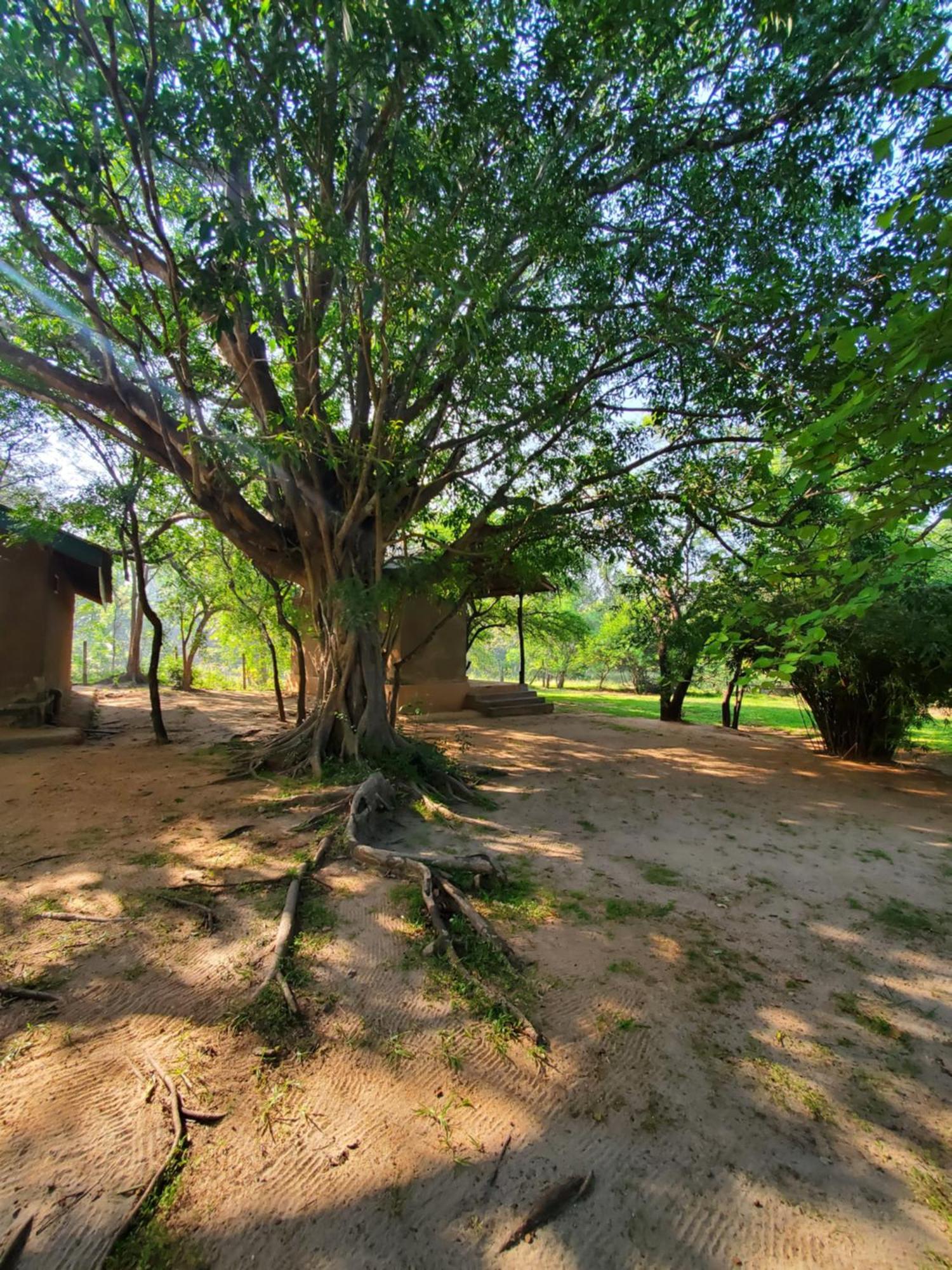 Clay Hut Village Polonnâruvâ Extérieur photo